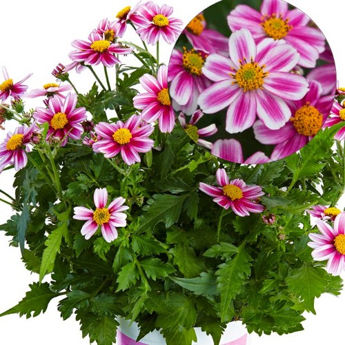 Bidens ferulifolia 'Pink Princess' - Feerulalehine ruse 'Pink Princess' P9/0,55L